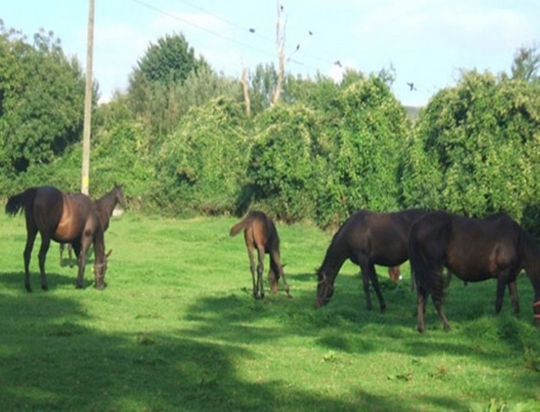 Monasterevin Cloncarlin House B&B 외부 사진